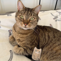 Miniature custom cat