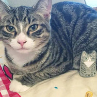 Miniature custom cat